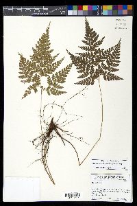 Arachniodes denticulata image