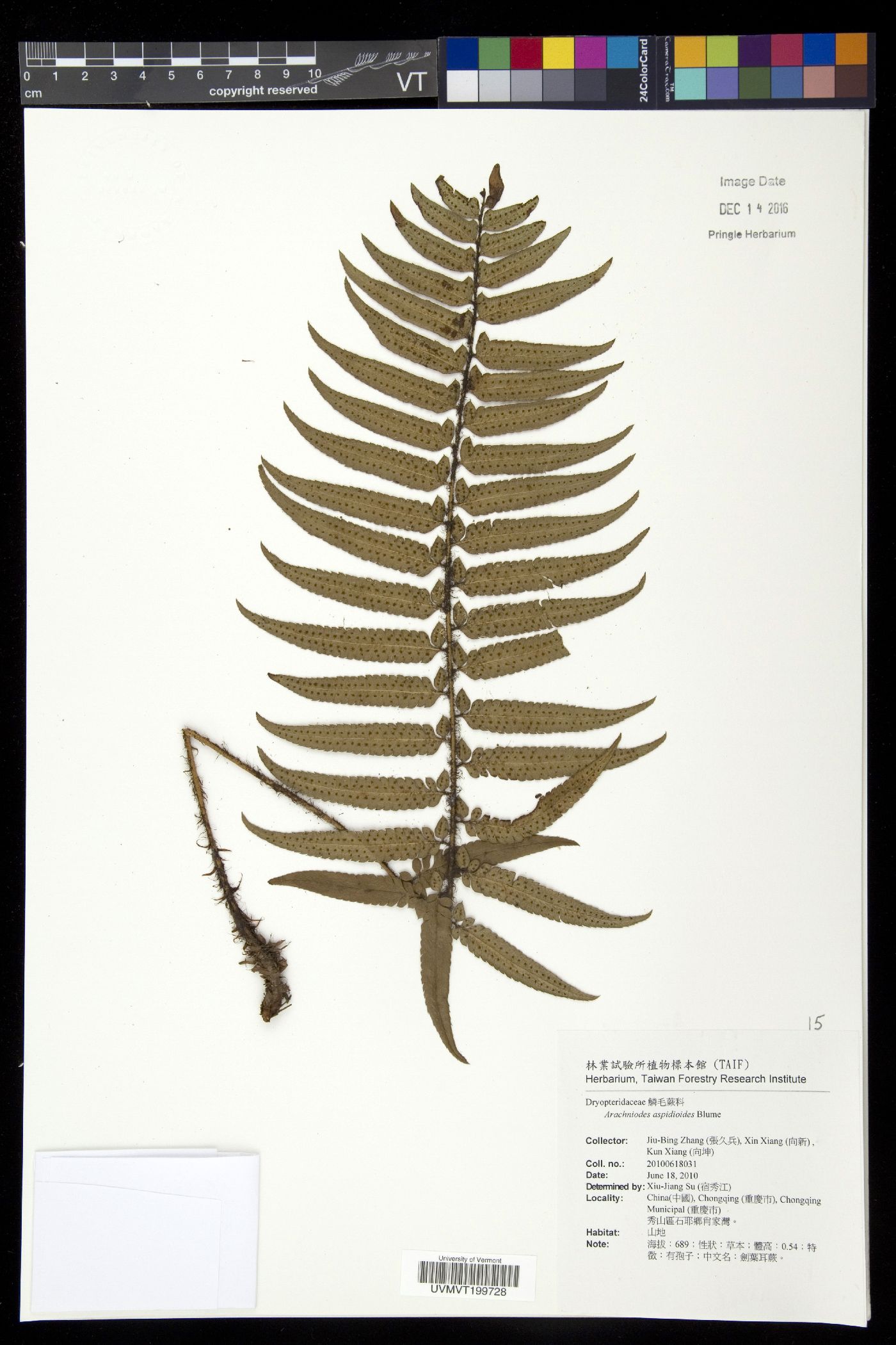 Arachniodes aspidioides image