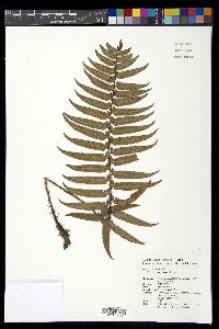 Media resource of Arachniodes aspidioides