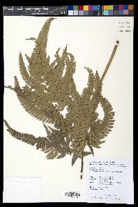 Arachniodes aristata image