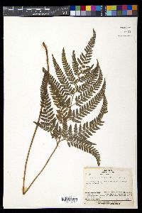 Arachniodes aristata image