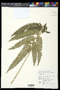 Arachniodes simplicior image