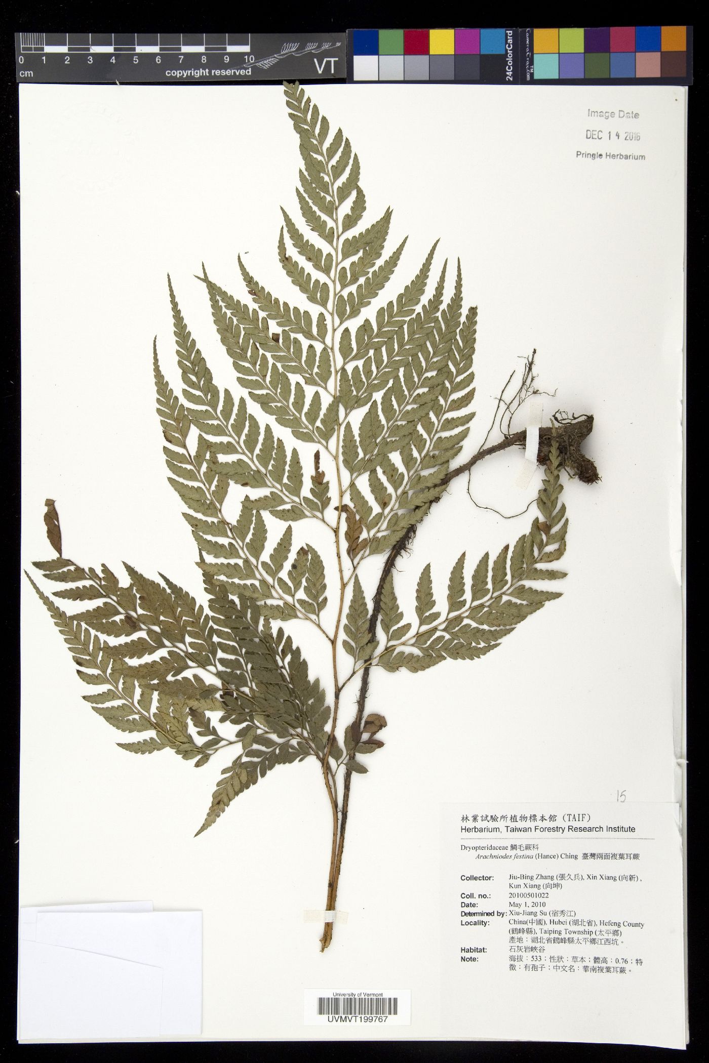 Arachniodes festina image