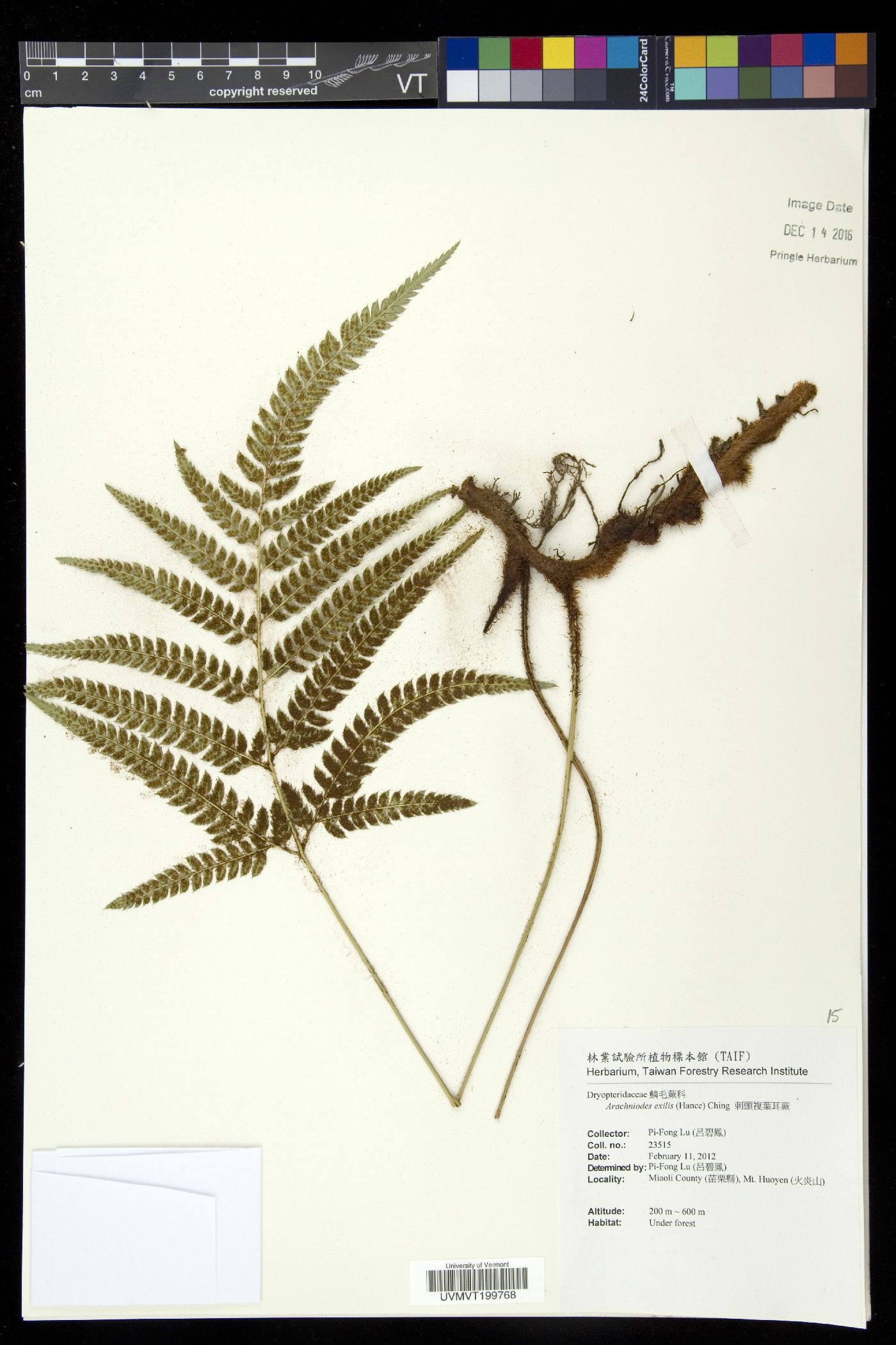 Arachniodes exilis image