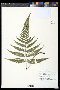 Arachniodes chinensis image