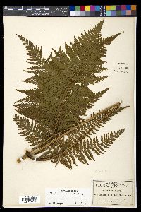 Ctenitis melanosticta image