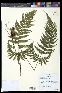 Ctenitis hemsleyana image