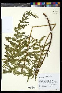 Ctenitis hemsleyana image
