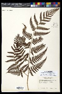Ctenitis excelsa image