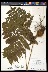Ctenitis equestris image