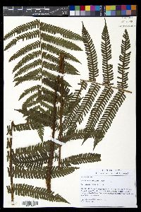 Ctenitis anniesii image