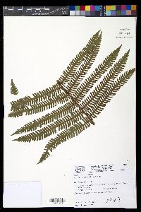 Ctenitis anniesii image