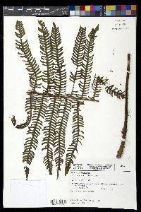 Ctenitis anniesii image