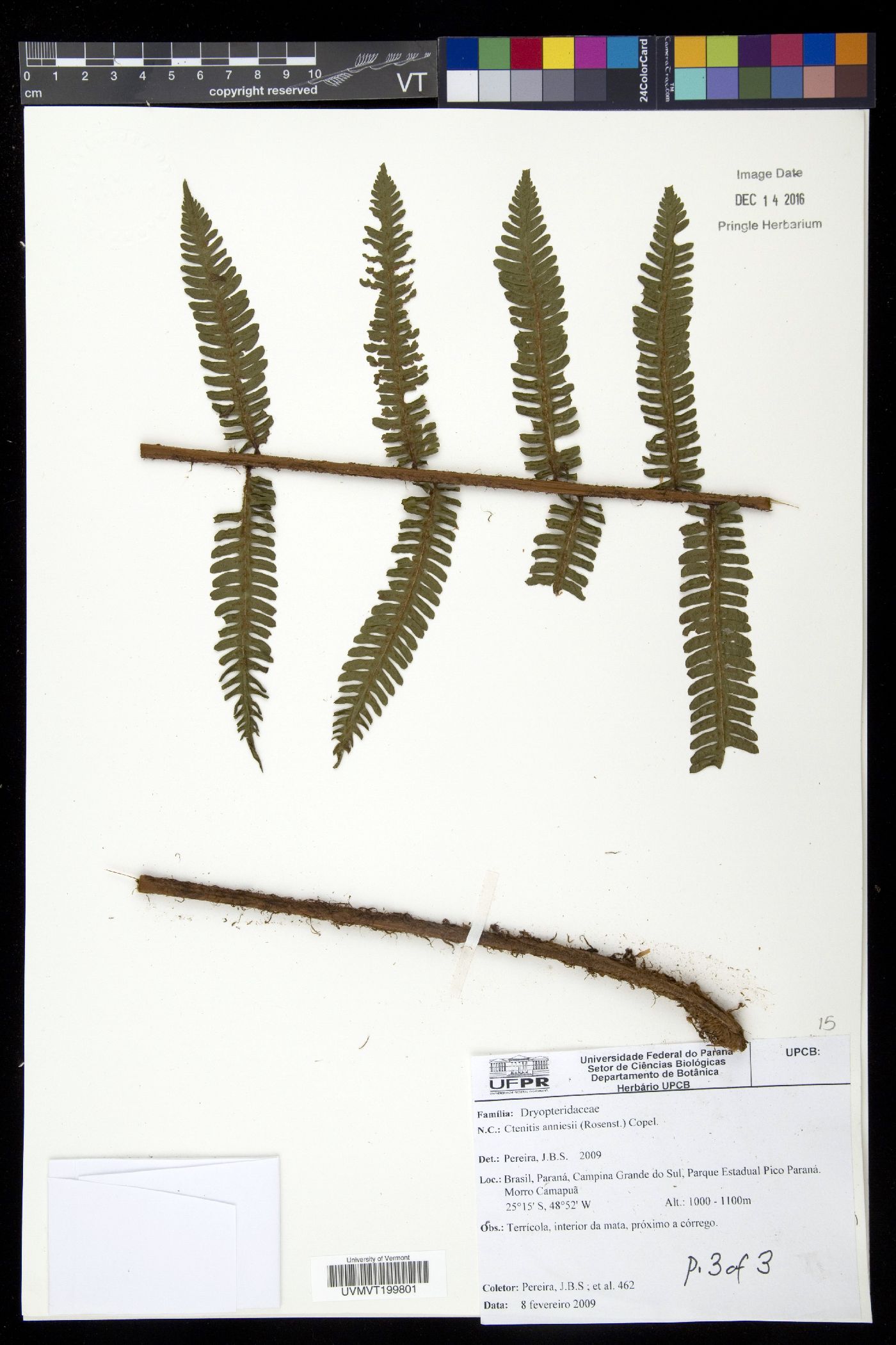 Ctenitis anniesii image