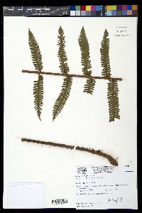 Ctenitis anniesii image