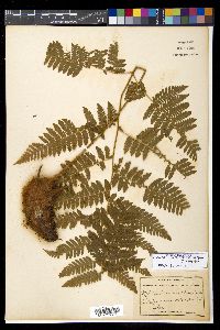 Ctenitis sloanei image