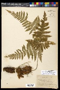Ctenitis sloanei image