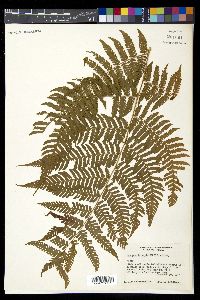 Ctenitis ampla image