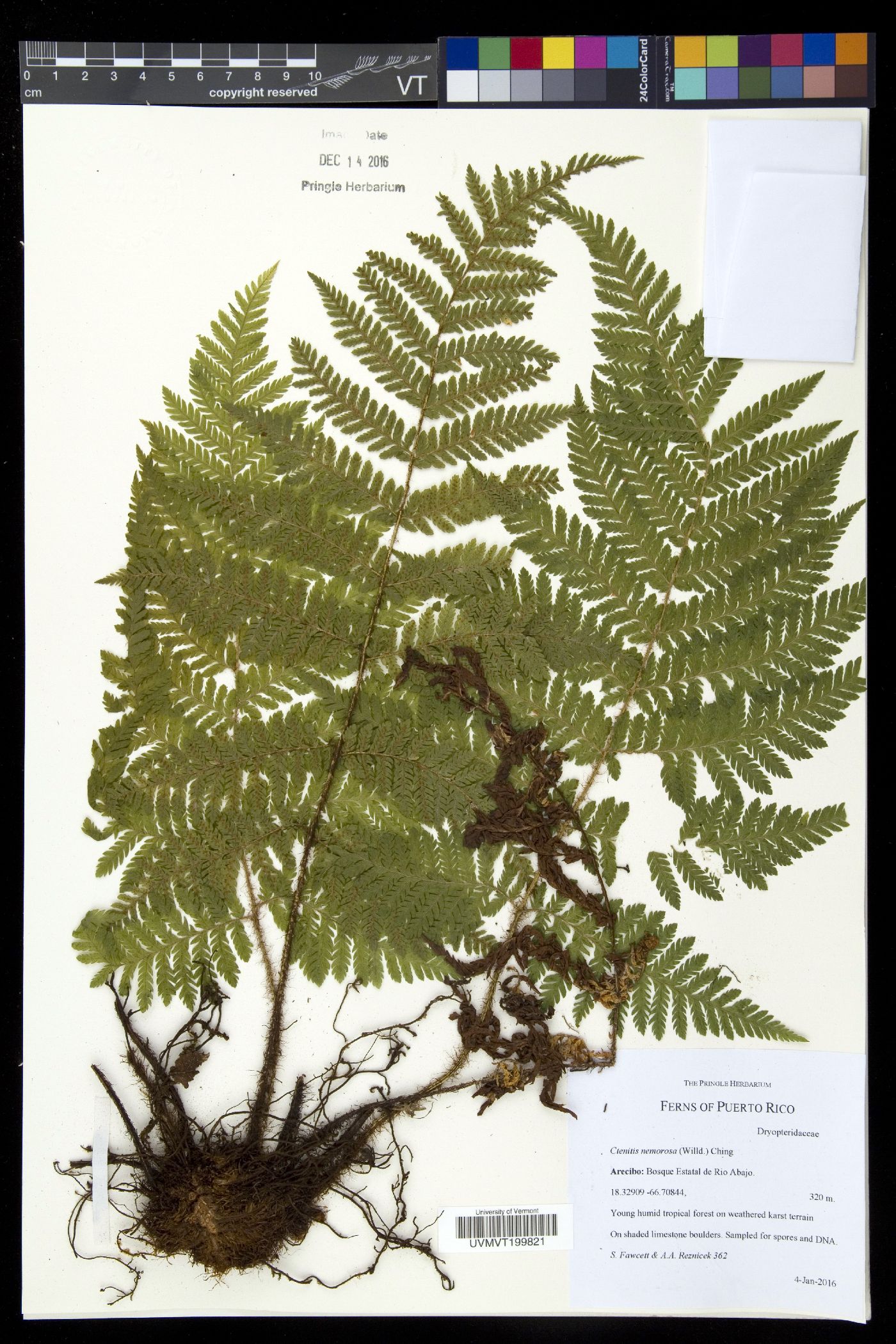 Ctenitis nemorosa image