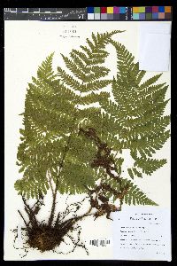 Ctenitis nemorosa image