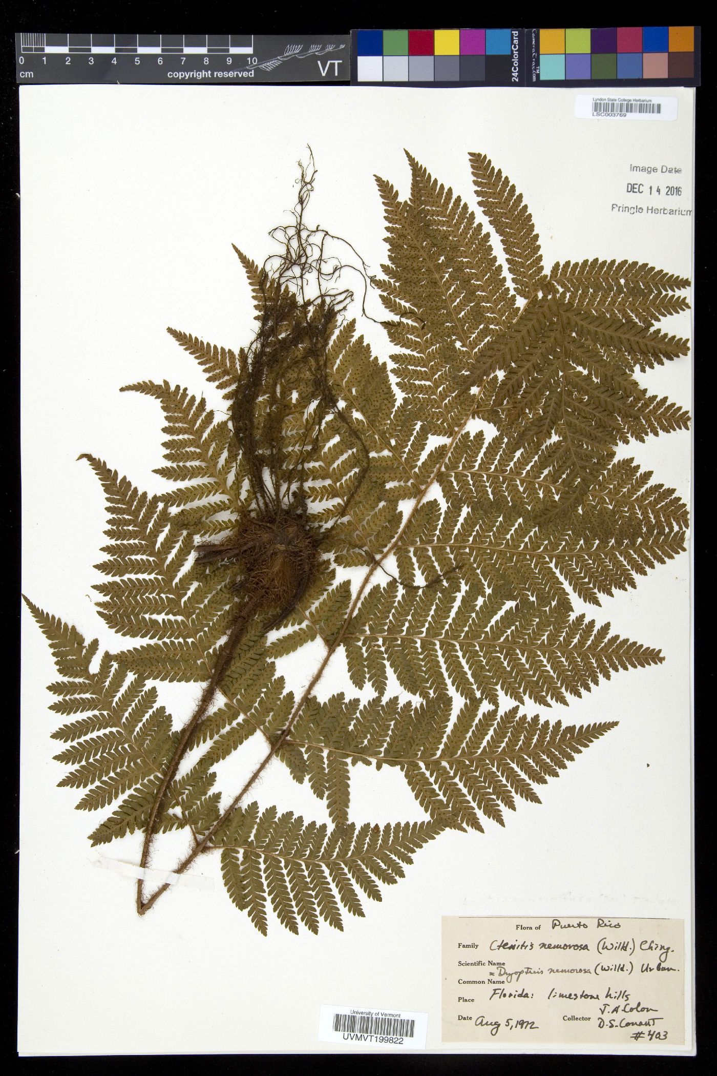 Ctenitis nemorosa image