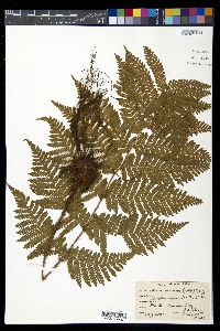 Ctenitis nemorosa image