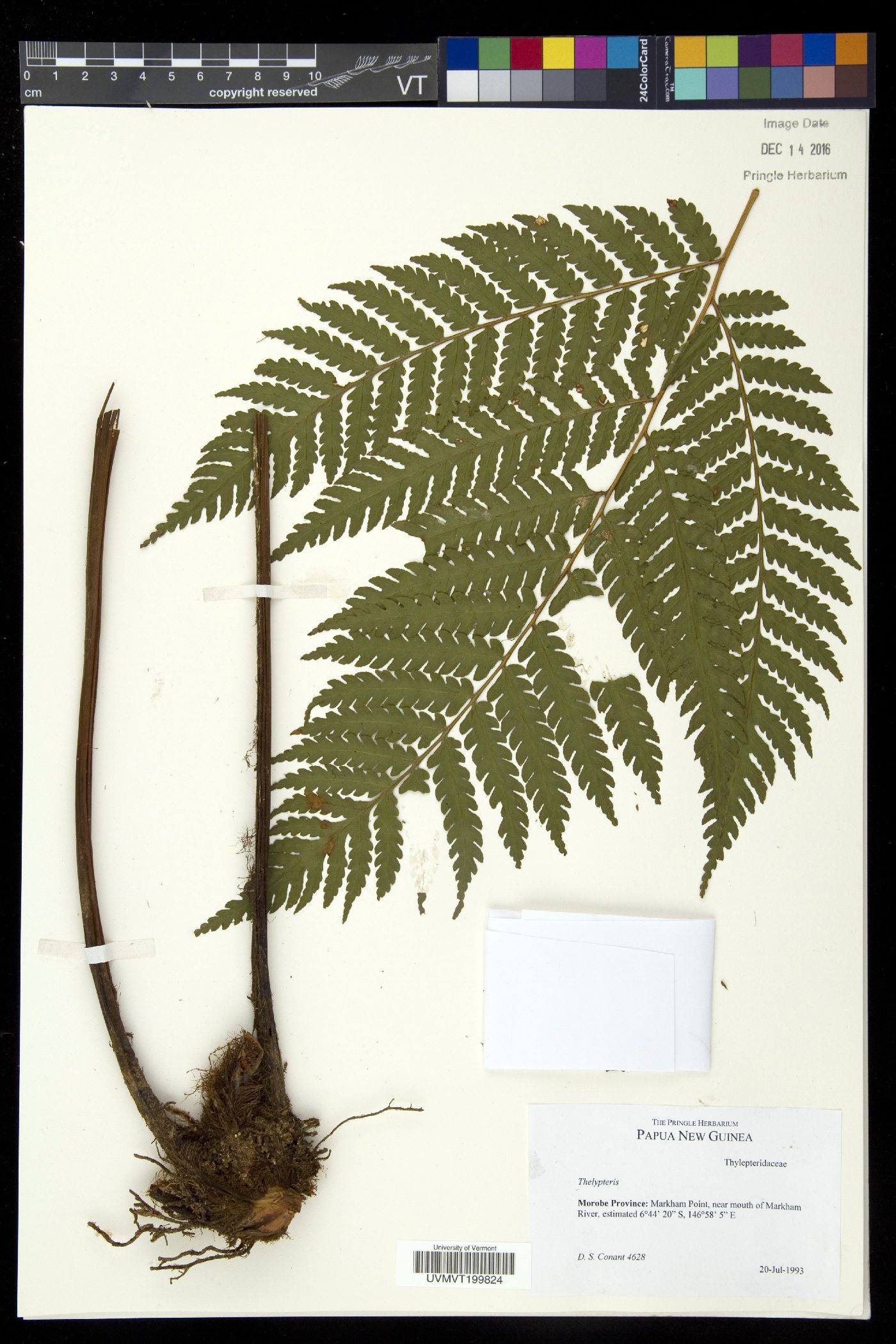 Pleocnemia dahlii image