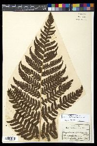 Ctenitis latifrons image