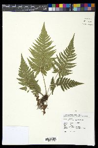 Ctenitis eatonii image