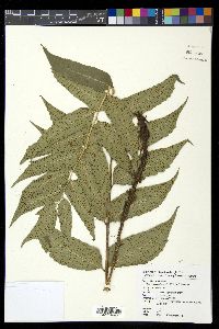 Cyrtomium falcatum image