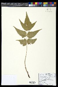 Cyrtomium caryotideum image