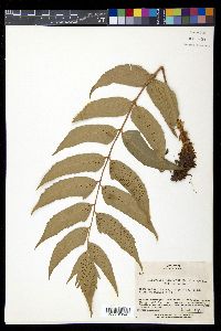 Cyrtomium falcatum image