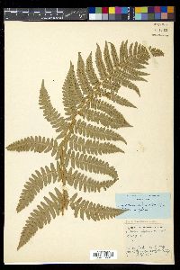 Dryopteris arguta image