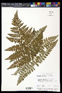 Dryopteris campyloptera image