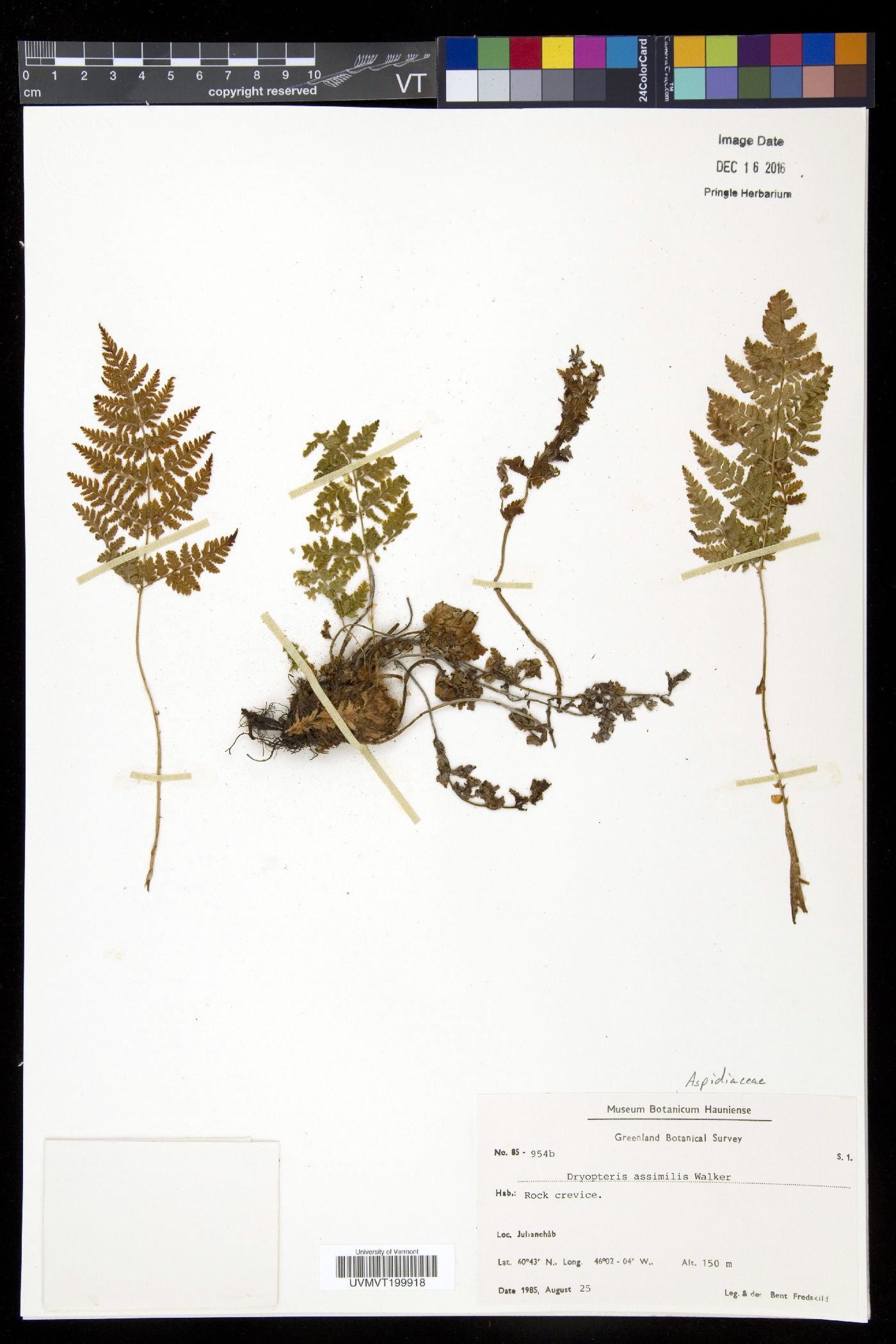 Dryopteris assimilis image