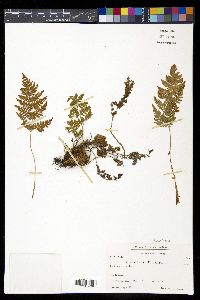 Dryopteris assimilis image