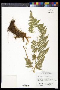 Dryopteris assimilis image