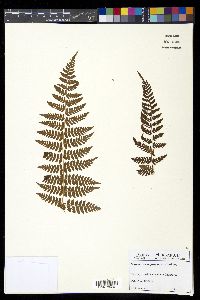 Dryopteris campyloptera image