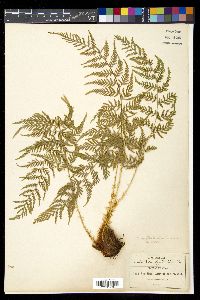 Dryopteris cinnamomea image