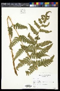 Dryopteris clintoniana image