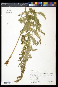 Dryopteris filix-mas image