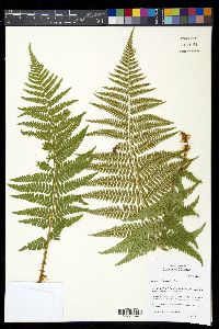 Dryopteris filix-mas image