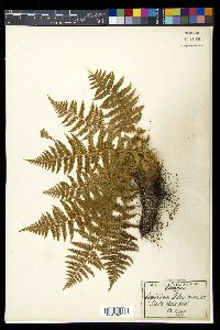 Dryopteris filix-mas image