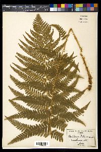 Dryopteris filix-mas image