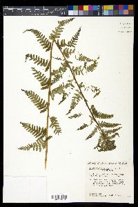 Dryopteris filix-mas image