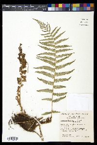 Dryopteris filix-mas image