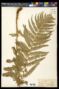 Dryopteris filix-mas image