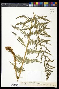 Dryopteris filix-mas image