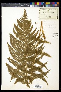 Dryopteris filix-mas image