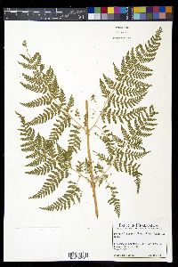 Dryopteris expansa image